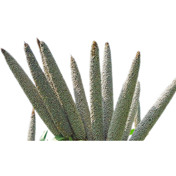 Bajra-PNG