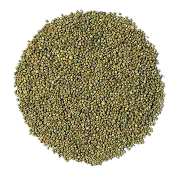 Forage-Bajra