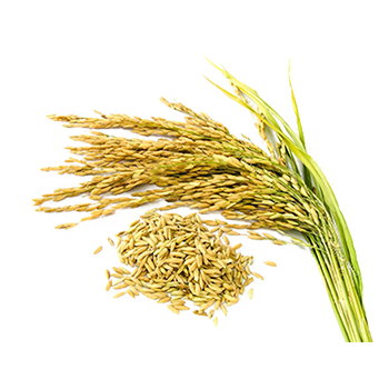 Paddy-PNG